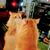CK Cat's profile image