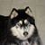 James Shepardson's profile image