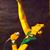 Yvonne Haymes's profile image