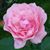 InactiveAcct Janice Payne Upcott's profile image