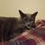John A Stauffer's profile image