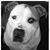 Steven Brown's profile image