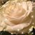 Nancy Alvarado's profile image
