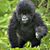 Doug Luster's profile image