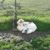 Liz Thomison's profile image