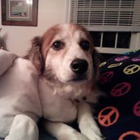 Scott Springer's profile image