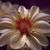 Gretta Gustafson's profile image