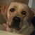Carol Briskar's profile image