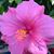 Cynthia Rodphol's profile image