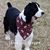 Bonnie Patton Vencill's profile image