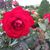 Sharon Kearney's profile image