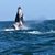 Nancy Schwindel's profile image