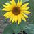 Kelley Alford Renton's profile image