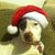 Patty Dabbs Nelson's profile image