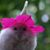 Ariadne Donnell's profile image