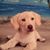 Beth Cohen's profile image
