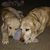 Tisha Grady Schell's profile image