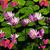 Carol Chau's profile image