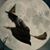 Lindsey H. Fair's profile image