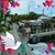 Alyson Shirk-Levitt's profile image