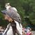 Sandra Fuchs's profile image