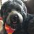 Tina Roush-Donovan's profile image