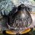 Suzette Burnworth's profile image
