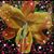 Donna Gurdo's profile image