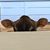 Trish Myott's profile image
