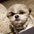 Dan Jones's profile image