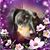 Carrie Shelton's profile image