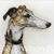 Lori Savana's profile image