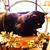 Mary Hallsey's profile image