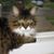 Pat McAllister Feeback's profile image