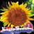 Sheri Sullivan's profile image