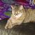 Laurie Stuccio Frye's profile image