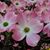 Cheryl Heeth's profile image