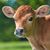 Carl Woerner's profile image