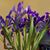 Gayle Ficarra Wolcott's profile image
