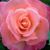Carol Campbell's profile image