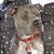 Diana M Blais's profile image