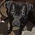 Carrie Albright Nace's profile image