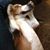 Lynne Giacomelli Ouellette's profile image