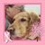 Kelly Cook's profile image