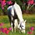 Stacy Rebh Pace's profile image