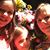 Pam Carnes Herndon's profile image