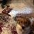 Alison Erway-brewer's profile image