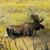 Stacey Noland Johnson's profile image