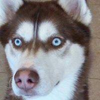 Samantha Lewis's profile image