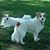 Elaine Hurley Lamb's profile image